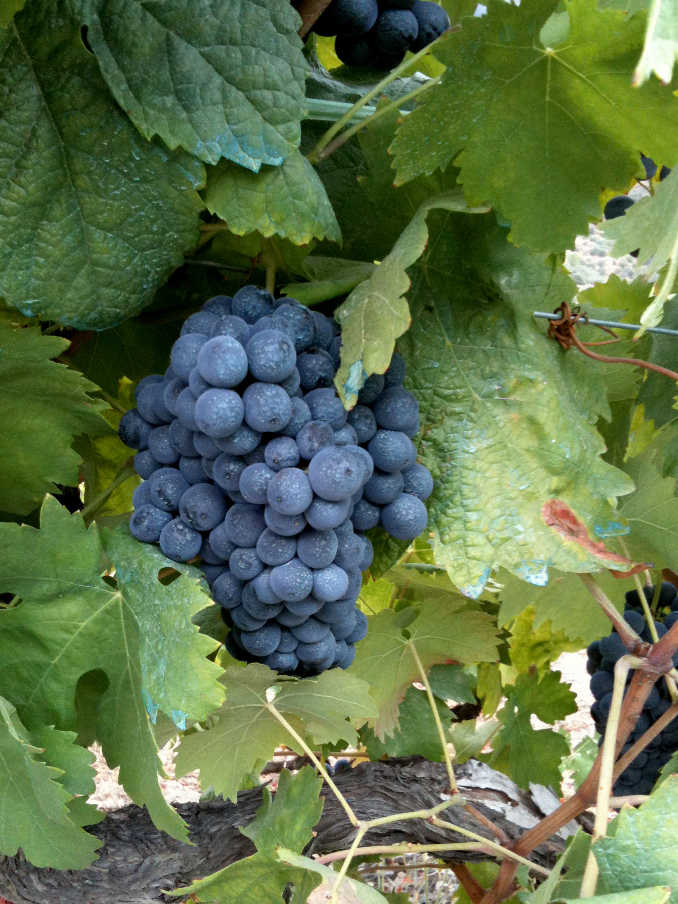 Quinta do Javali